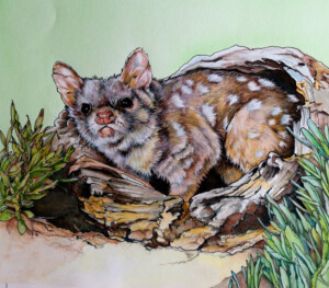 The Spotted-tail Quoll. Harry Breidahl. Coloured ink on paper. 19 cm x 25 cm. 1994 The Spotted-tail Quoll. Harry Breidahl. Coloured ink on paper. 19 cm x 25 cm. 1994