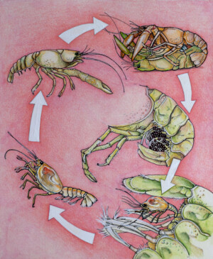 The Yabby. Kath Hawke. Coloured ink on paper. 15 cm x 19 cm. 1994 The Yabby. Kath Hawke. Coloured ink on paper. 15 cm x 19 cm. 1994