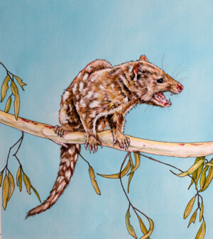 The Spotted-tail Quoll. Harry Breidahl. Coloured ink on paper. 19 cm x 25 cm. 1994 The Spotted-tail Quoll. Harry Breidahl. Coloured ink on paper. 19 cm x 25 cm. 1994