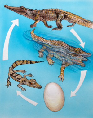 The Crocodile. Kath Hawke. Coloured ink on paper. 15 cm x 19 cm. 1993 The Crocodile. Kath Hawke. Coloured ink on paper. 15 cm x 19 cm. 1993