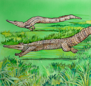 The Crocodile. Kath Hawke. Coloured ink on paper. 15 cm x 14.8 cm. 1993 The Crocodile. Kath Hawke. Coloured ink on paper. 15 cm x 14.8 cm. 1993