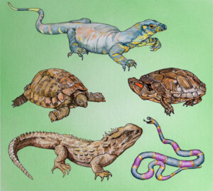 The Crocodile. Kath Hawke. Coloured ink on paper. 15 cm x 14.1 cm. 1993 The Crocodile. Kath Hawke. Coloured ink on paper. 15 cm x 14.1 cm. 1993