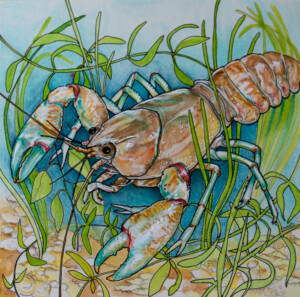 The Yabby. Kath Hawke. Coloured ink on paper. 19.5 cm x 25.4 cm. 1994 The Yabby. Kath Hawke. Coloured ink on paper. 19.5 cm x 25.4 cm. 1994