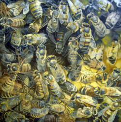 It bee-hoves him to be clear at a crisis of this importance...The Varroa Mite. Acrylic paint on canvas. 101 cm 101 cm. 2012 It bee-hoves him to be clear at a crisis of this importance...The Varroa Mite. Acrylic paint on canvas. 101 cm 101 cm. 2012